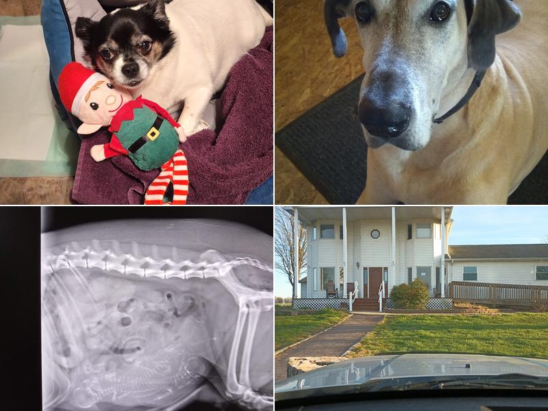 Wolf Creek Animal Care