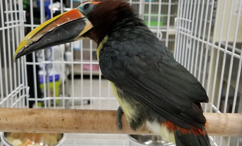 Bronzeville Animal Clinic