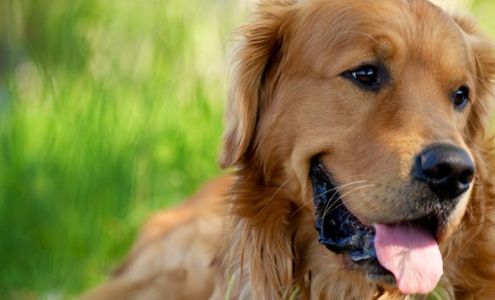 Delta Animal Hospital