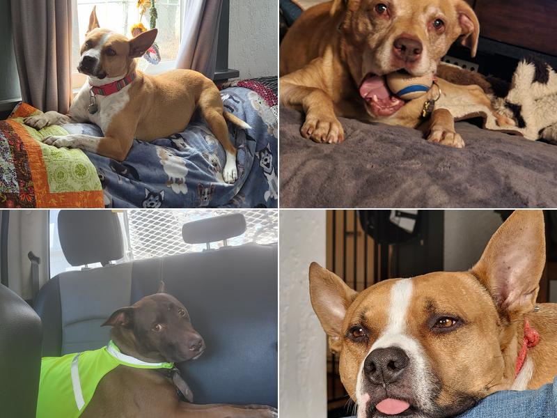 Pacific Northwest Veterinary Hospital