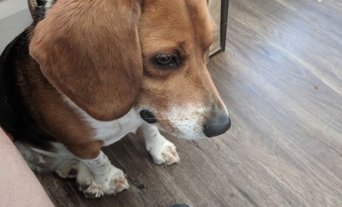 Bliss Veterinary Services