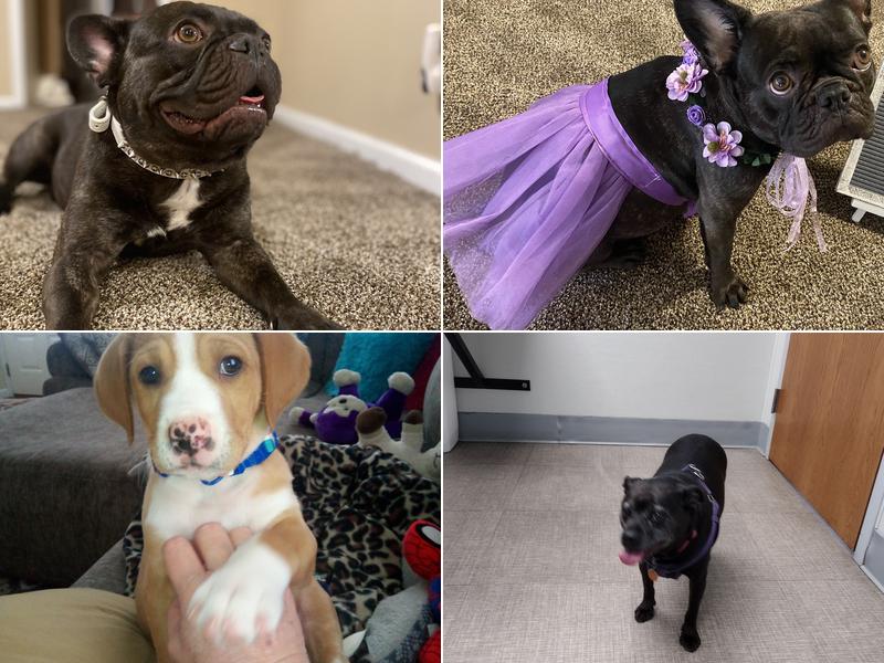 Sesser Animal Hospital