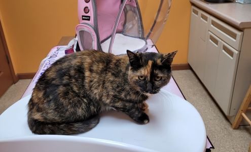 Lamczyk Veterinary Clinic LLC