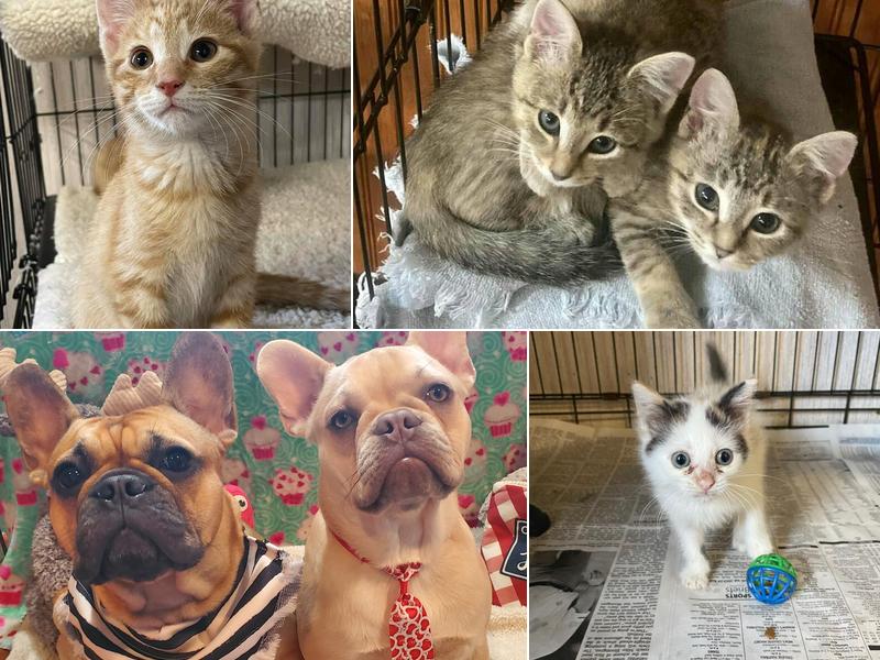 Cain Veterinary Clinics