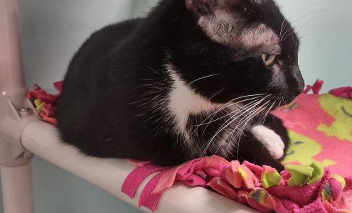 Caloosa Humane Society Inc