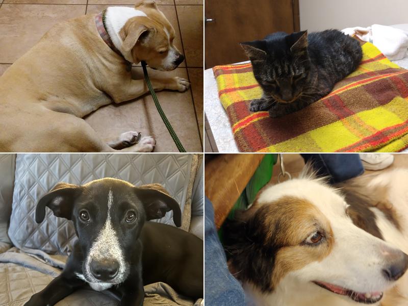 Shelton Veterinary Clinic