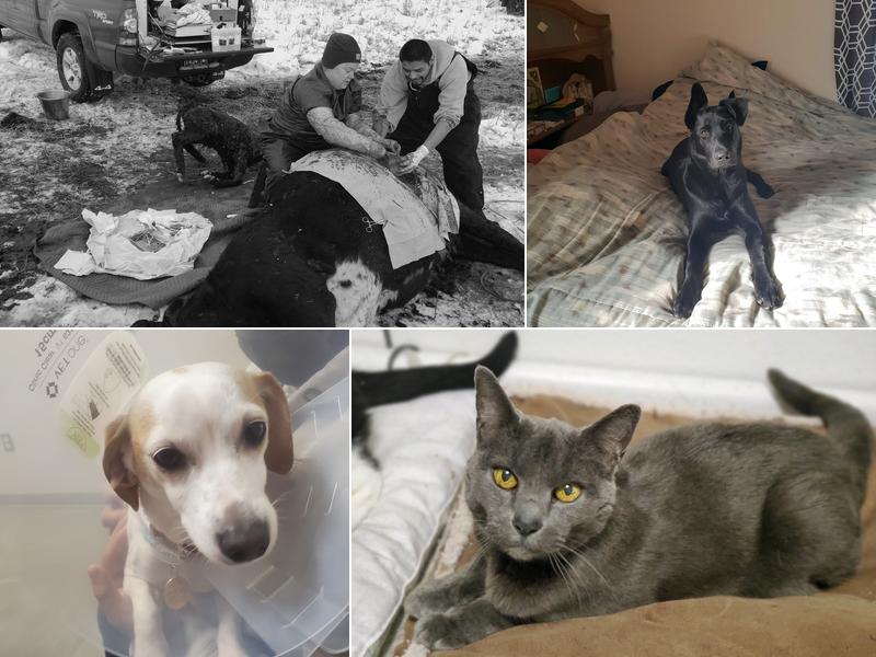 Sagehills Veterinary Services