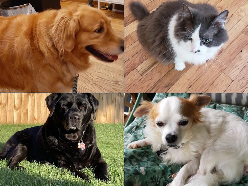 Coshocton Veterinary Clinic LLC