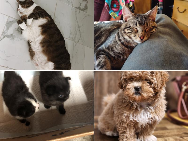 Jackson Veterinary Clinic