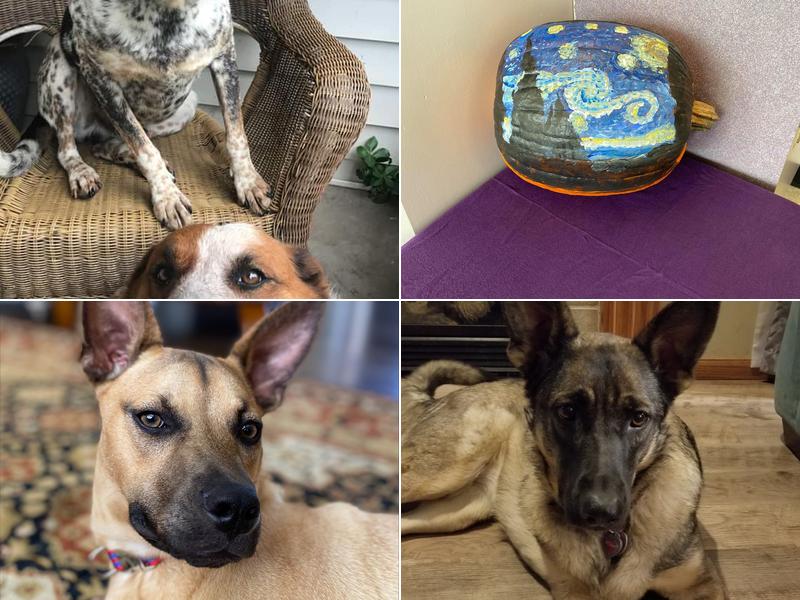 Sedgwick Veterinary Clinic: Jacob Kate DVM