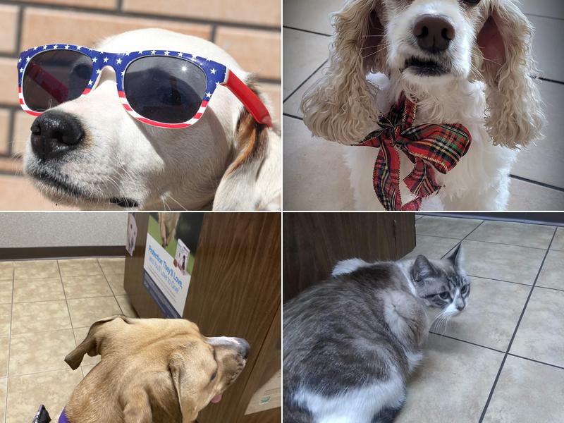 Cimarron Animal Hospital