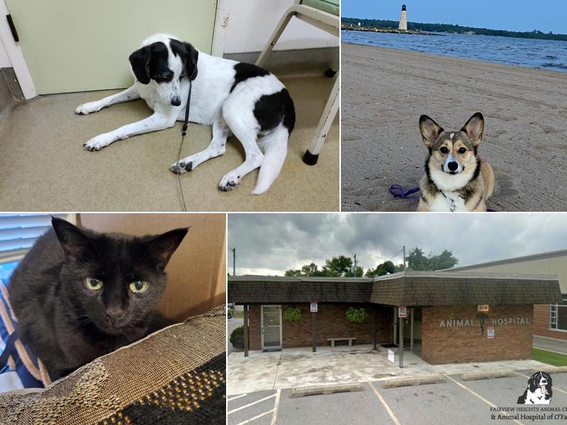 Animal Hospital of O'Fallon