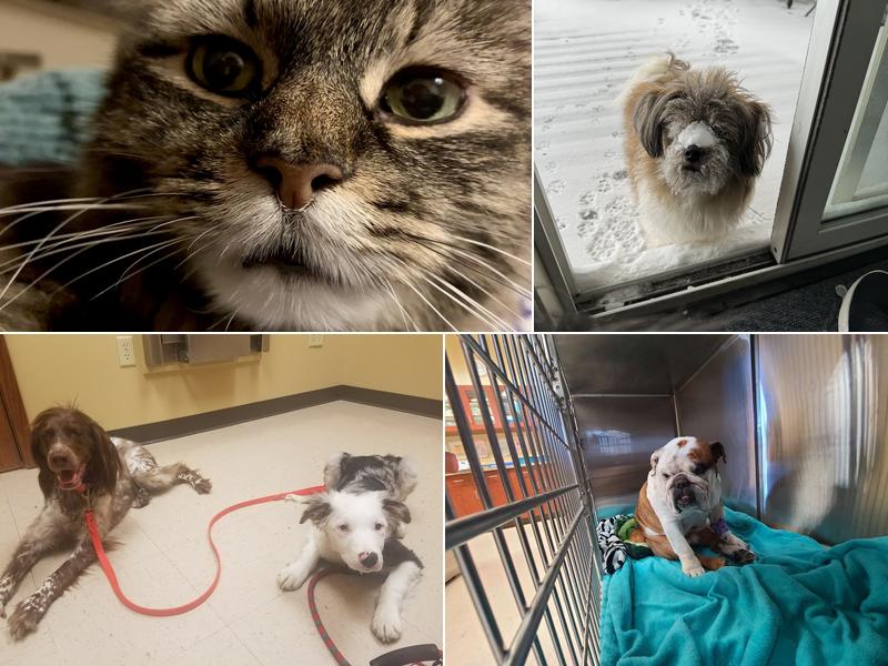 Willowbend Animal Hospital