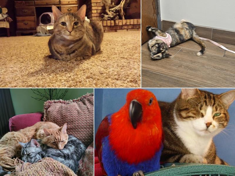 All Creatures Great & Small Veterinary Practice