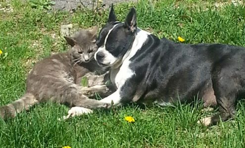 Buckeye Run Veterinary Clinic 1153 Buckeye Run Road, Salem West Virginia 26426