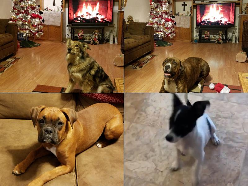 Tanglewood Veterinary Clinic