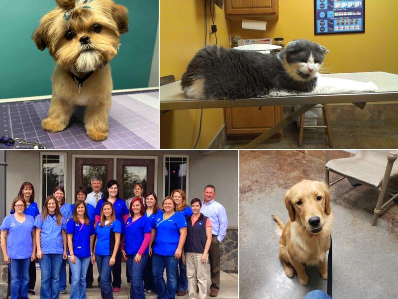 Whitehaven Veterinary Center Pets and Pigs