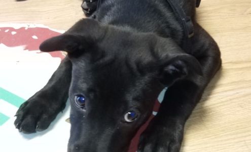 A. C. Veterinary Clinic Arkansas City