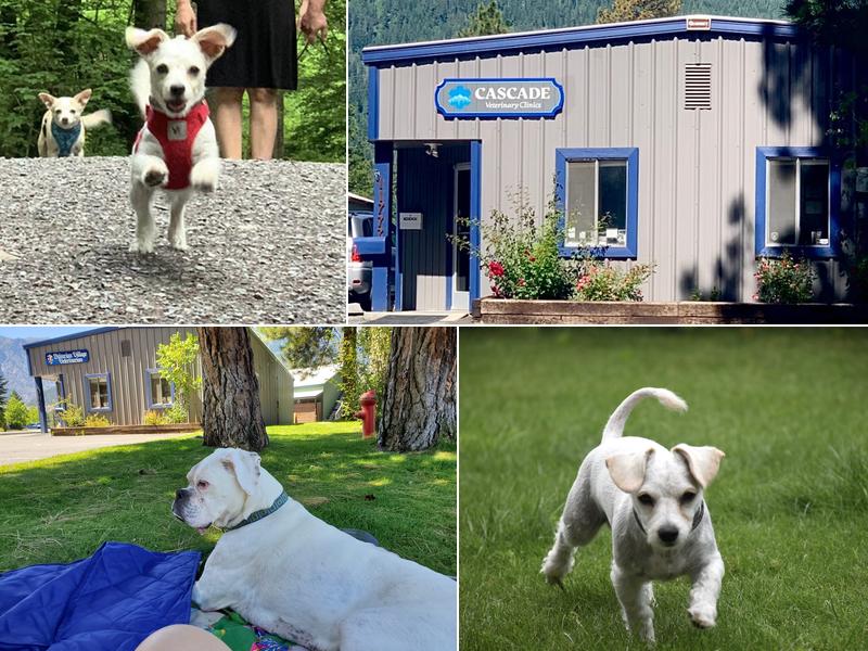 Cascade Veterinary Clinic: Leavenworth