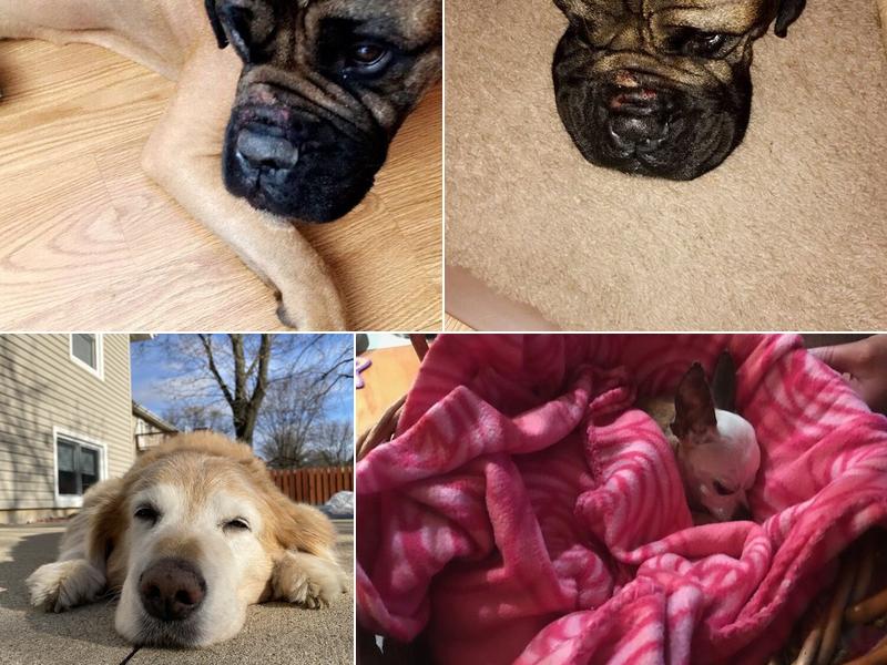 Dr. Jeffrey Chemelewski DVM