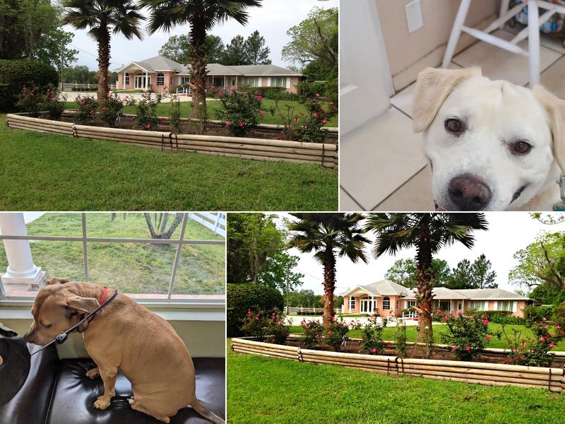 Russell Road Animal Clinic