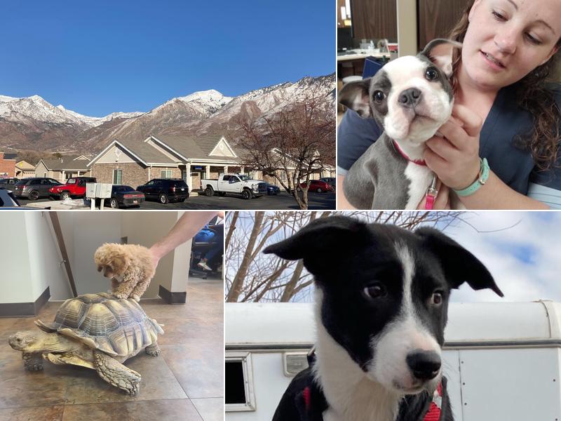 Intermountain Veterinary Services
