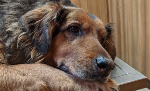 Keystone Pet Hospital