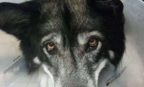 Noah's Stop 11 Animal Hospital