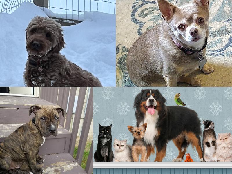 Arcadia Veterinary Clinic