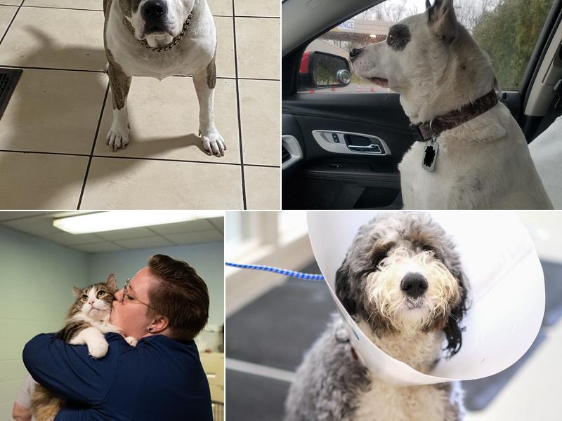 Humane Fort Wayne Wellness Clinic