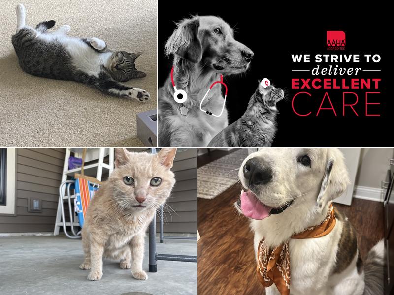 Aboite Animal Hospital at Illinois Road