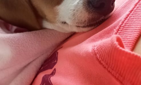 Protect Every Pet (PEP) Bland