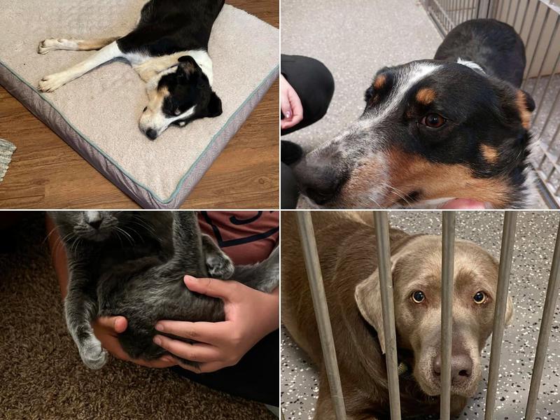 Howells Veterinary Services