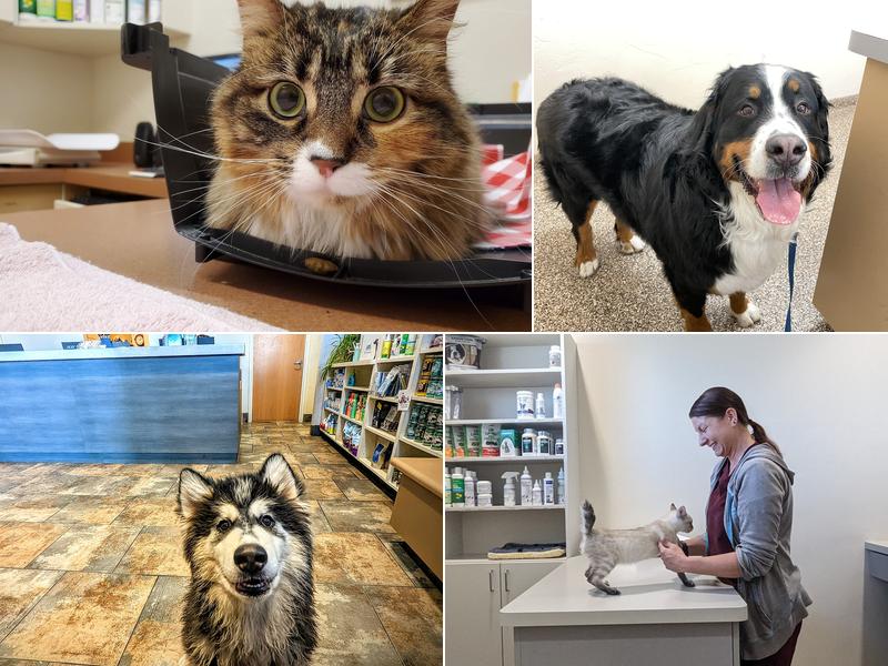 Payson Family Pet Hospital