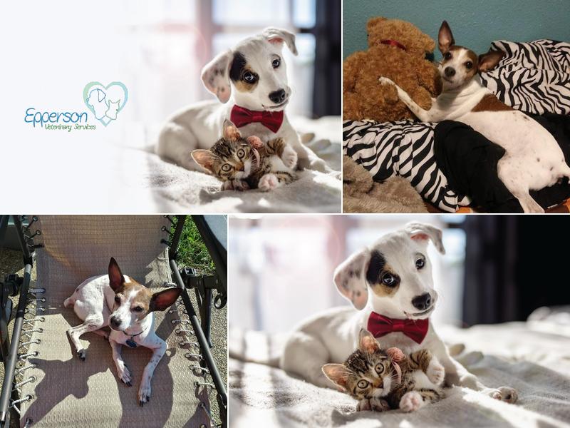 Epperson Veterinary Services