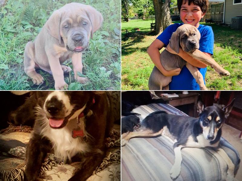 Dr. Jordan Baker, DVM