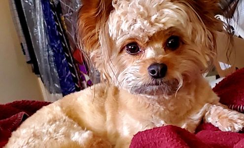 Noah's Animal Hospital North Noblesville