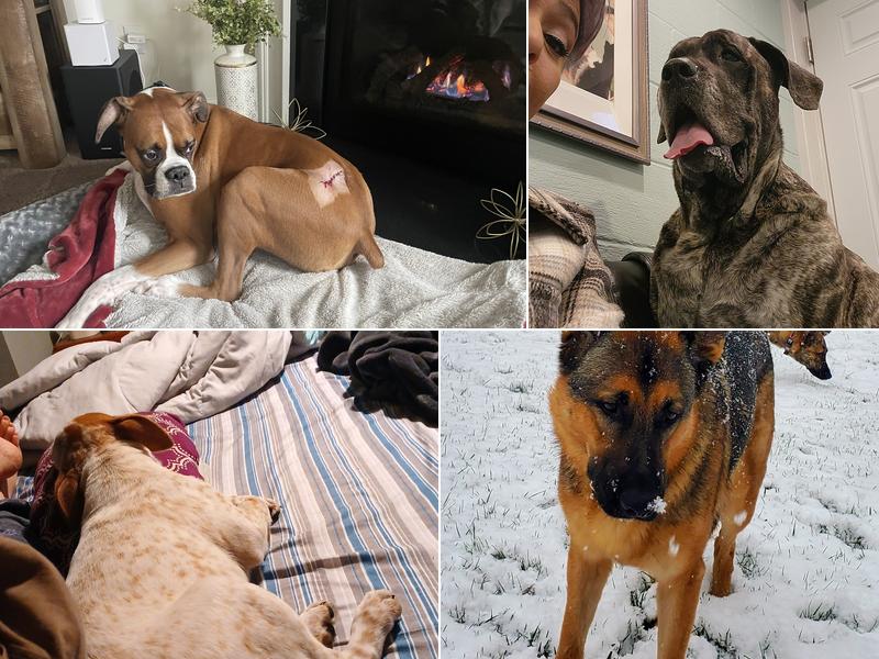 Herrmann Veterinary Clinic