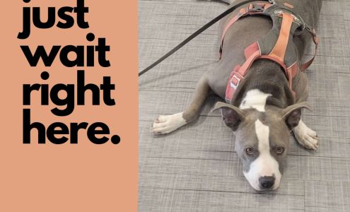 Brookschool Road Vet Clinic: Brown David K DVM