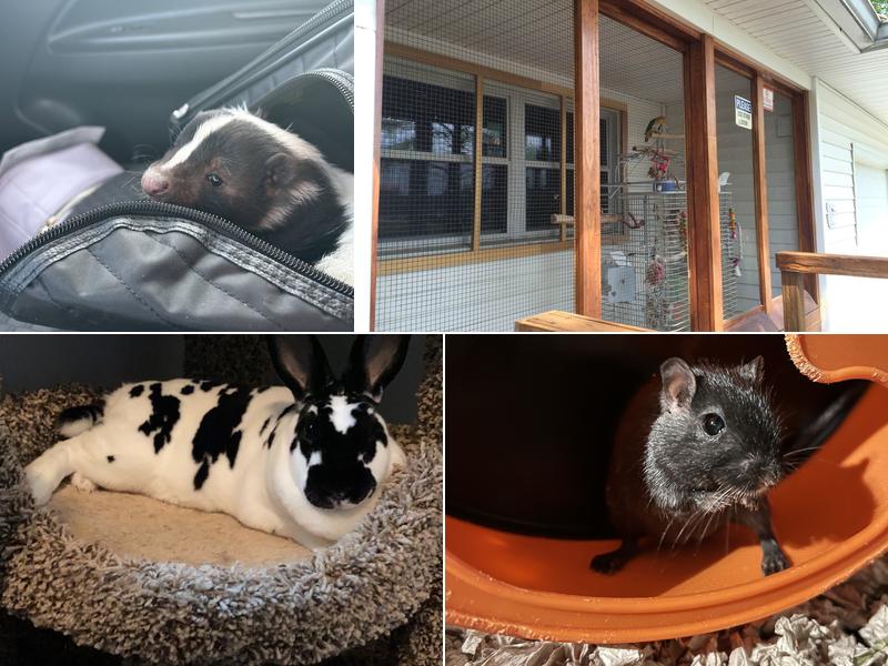 Avian & Exotic Animal Clinic