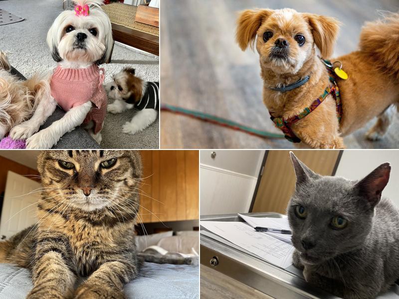 Lansing Veterinary Hospital