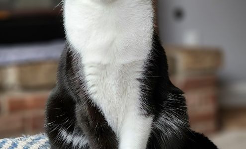 Animal Dermatology Clinic 3901 E 82nd St, Indianapolis Indiana 46250