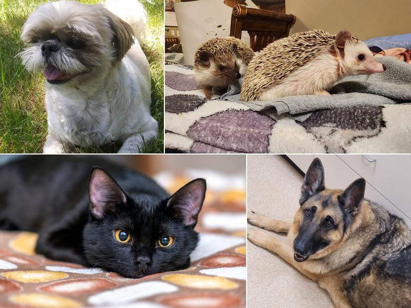 Clearfield Veterinary Clinic P.C.