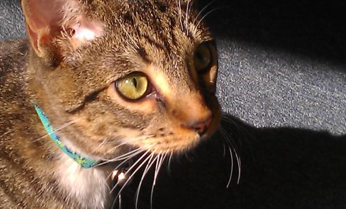 San Juan Animal Hospital