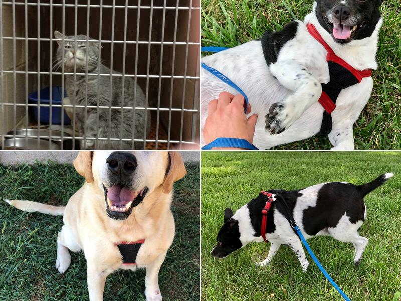 Pony Express Veterinary Clinic