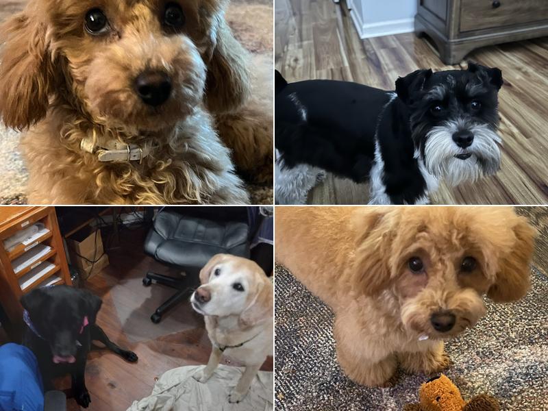 Amelia Island Animal Hospital