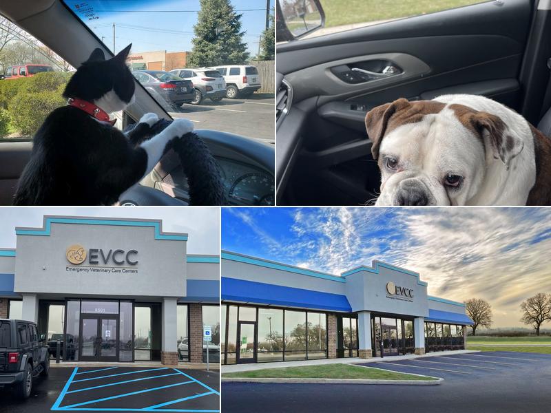 Emergency Veterinary Care Centers