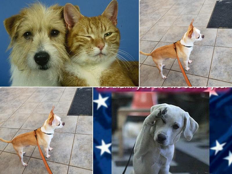 Munster Animal Hospital: Foster Mike DVM