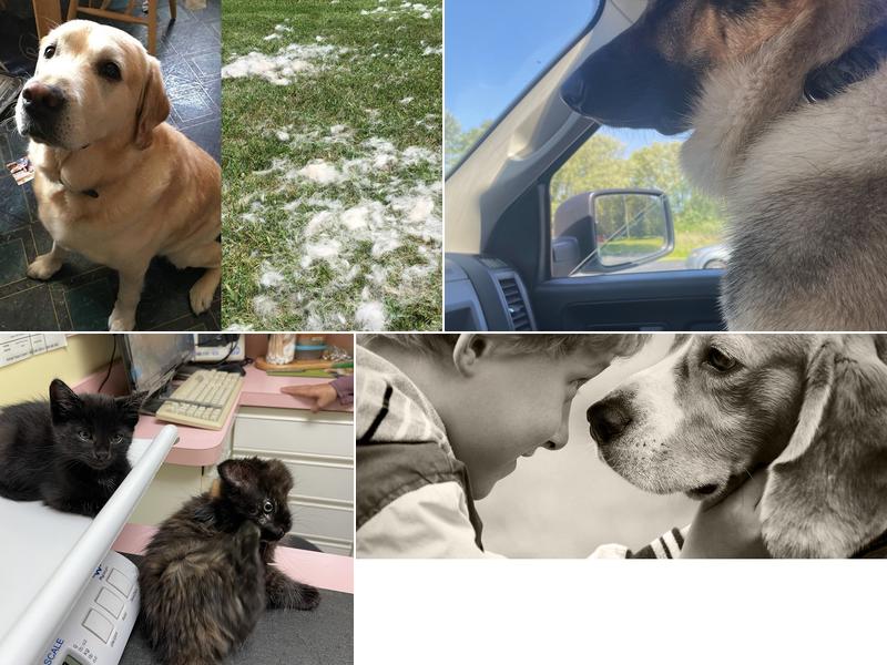 Plum Creek Regional Animal Medical Center