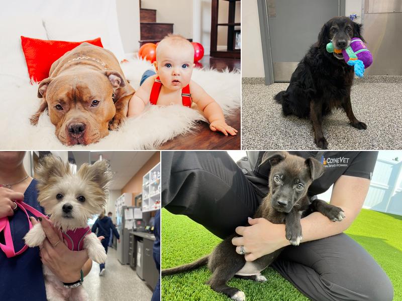 Coyne Veterinary Center - St. John